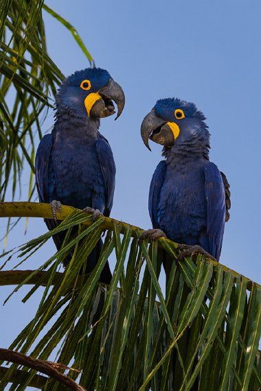 152 Zuid Pantanal, hyacinthara.jpg